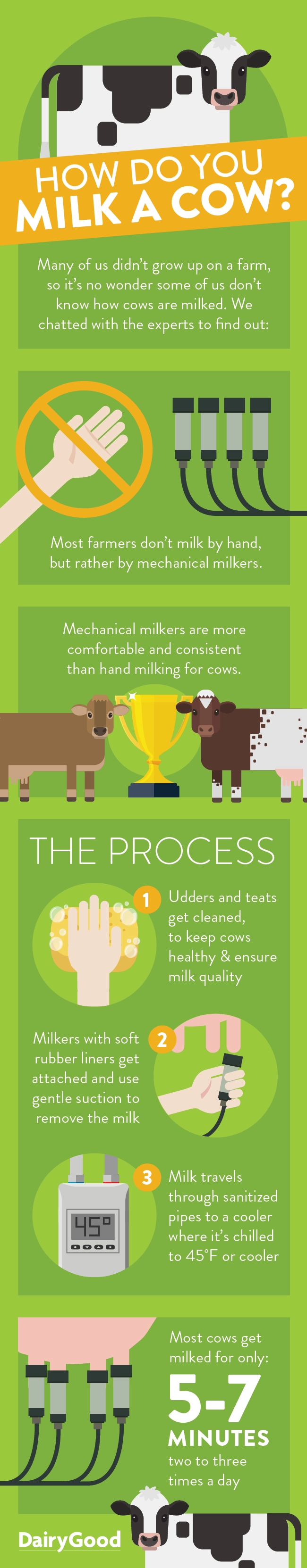 Infographic showing the process for milking a cow using milking machines