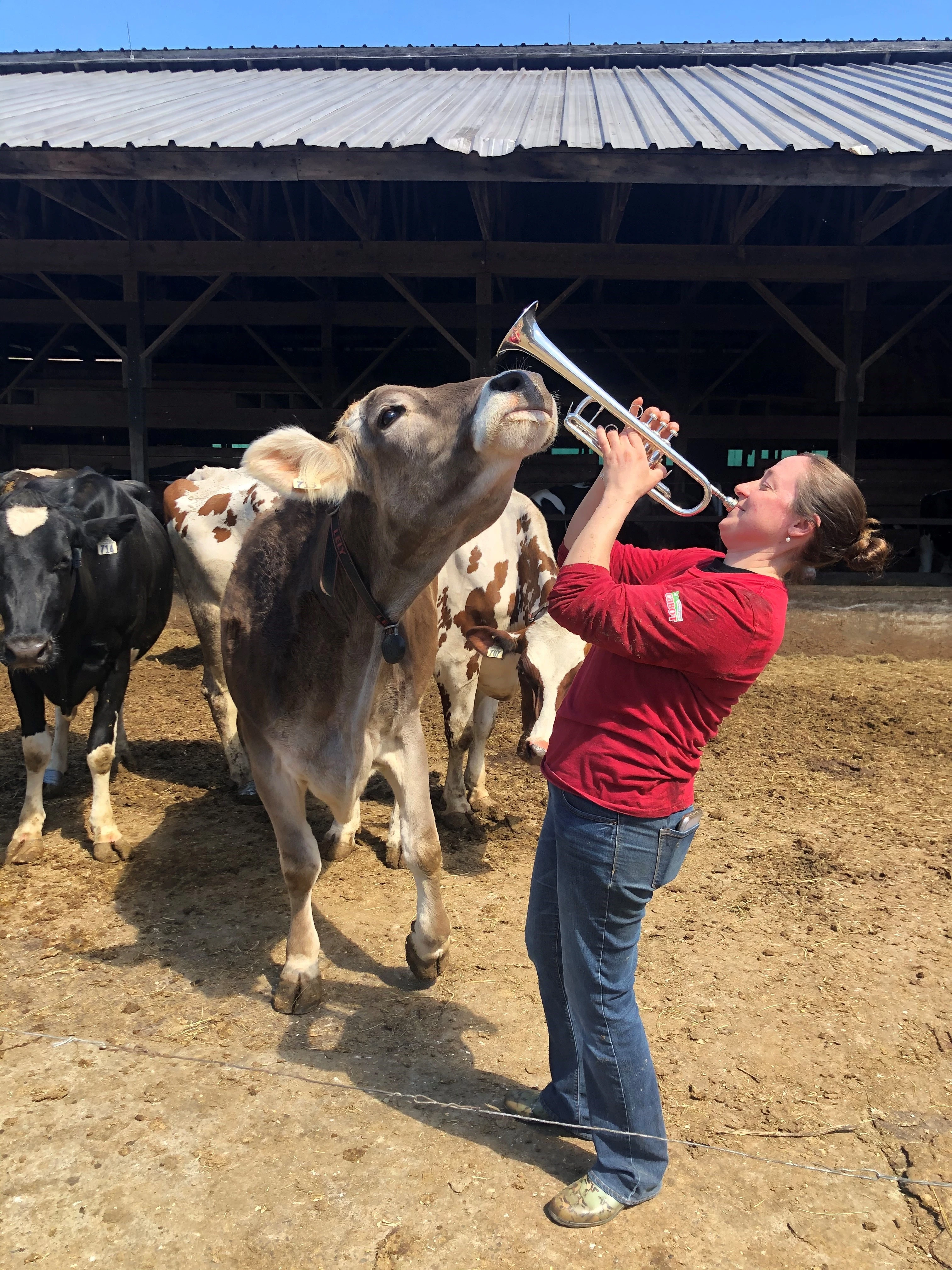 Dairy farmers playing trumpet for cows