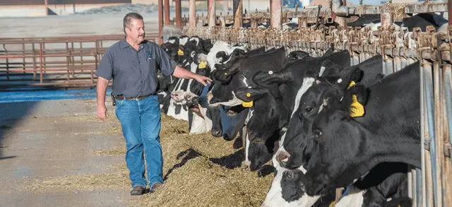 Dairy farmer walking past hiw cows