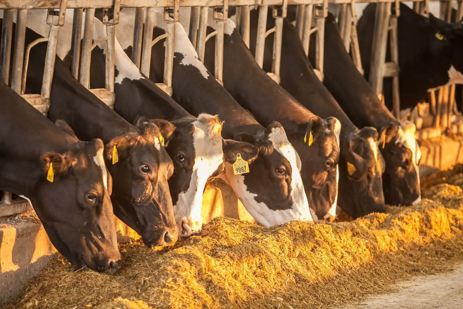 Dairy cows inside feeding stalls eating grain.