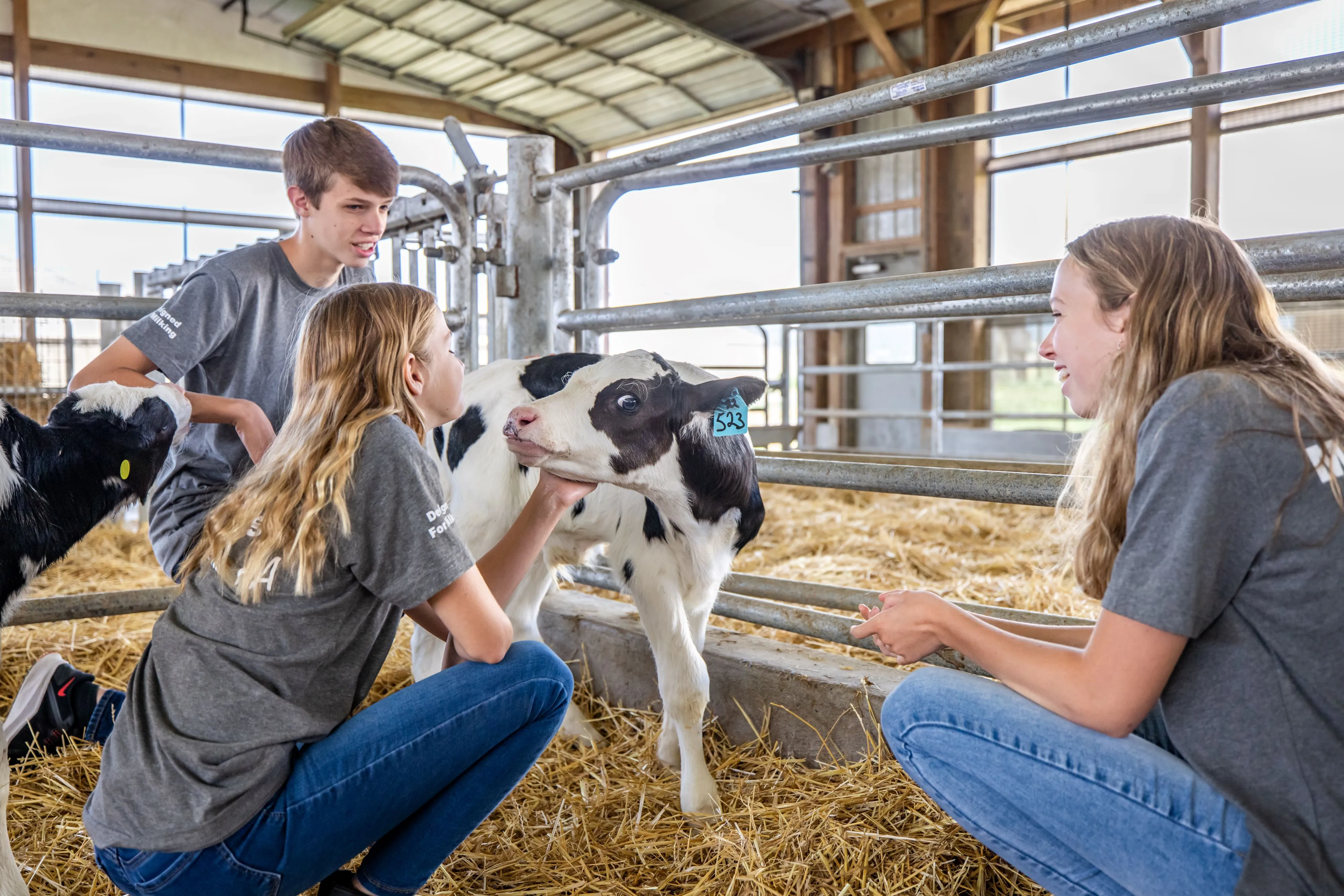 Children on a dairy farm with a calf